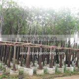 Brachychiton Populneus Dia 15-30cm