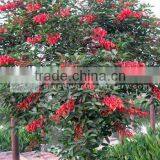 Erythrina Crista Flower thumbnail-1