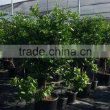Lemon Tree - Citrus Limon thumbnail-2