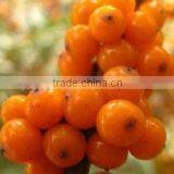 factory price high purity seabuckthorn seed oil