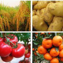 Hot Sale Pesticide Clothianidin Insecticid 50%wdg for Kill Pest Good Acaricide thumbnail-2