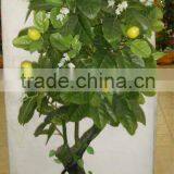 Artificial Green Apple Tree