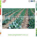 Organic Green Vegetables Fresh Cauliflower From China thumbnail-6