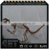 dinosaur skeleton model dinosaur christmas decorations dinosaur Educational equipment