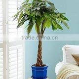80cm Pachira Five Braided Tree Birng Luck Pachira Houseplant Bonsai thumbnail-3