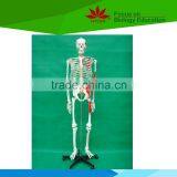 High Quality 170cm High Whole Body Skeleton Model With Colored Muscle