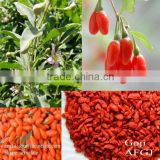 Best quality Dried goji berry Ningxia Organic goji berries wholesale