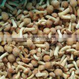 IQF NAMEKO MUSHRROM thumbnail-1