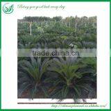 Cycas Outdoor Ornamental Plant thumbnail-3