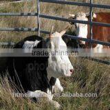 2014 New Discount Hot Selling Popular Factory Direct Sold Cheap Canada Style Cattle Fence(made in China)