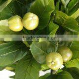 Ornamental Green Apple Tree Artificial Decorative Fruits Tree thumbnail-3
