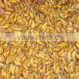 Freeze Silk Cocoon Animal Feed thumbnail-1