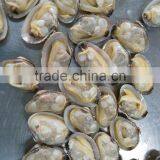 Japan Standard Whole Cooked Clam With Shell and Chemical Free thumbnail-4