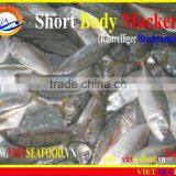 FROZEN SHORT BODY MACKEREL W/R thumbnail-6