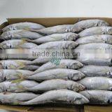 Frozen Fish Frozen Horse Mackerel 130--150 thumbnail-1