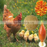 Marigold Extract/Lutein Powder 2% thumbnail-1