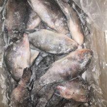 Tilapia Whole Round thumbnail-1