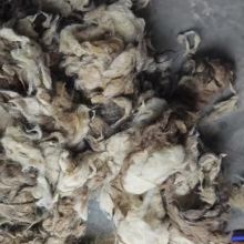 Tibetan raw greasy cashmere fiber tibet cashmere fineness 14.5mic