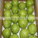 China Early su Pear Green Pear Green su Pear thumbnail-6