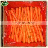 Fresh Carrot Exporter thumbnail-1