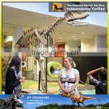 MY Dino-C024 Life Size Golden Dinosaur Skeleton thumbnail-4
