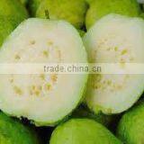 Freshly Squeezed White Guava Pulp