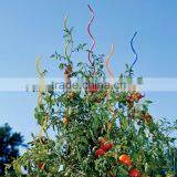 2017 New Design Tomato Spiral Plant Support/tomato Spiral/spiral Tomato Stake thumbnail-4