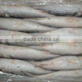 IQF Grey Mullet thumbnail-1