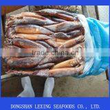Frozen WR Cheap Illex Squid for Bait
