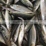 Chinese Frozen Seafood/Frozen Fish Factory thumbnail-2
