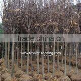 Magnolia Liliiflora (Red Magnolia)flower Trees thumbnail-3