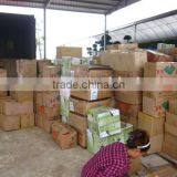 Echinocactus Grusonii in Carton thumbnail-1