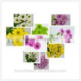 2017 New Arrival Cut Fresh Chysanthemums Flowers Wholesale thumbnail-1
