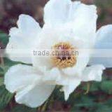 Tree Peony Plant Root Chun Hong Jiao Yan thumbnail-1
