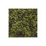 AD Cucumber thumbnail-1