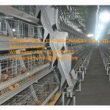 Oman Poultry Farming A Frame Automatic Small Chicken Cage & Poultry Farm Equipment With Drinking & Feeding System for Baby Chick