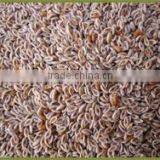 Psyllium Seed thumbnail-1