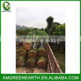 Cinnamomum Camphora (1) thumbnail-1