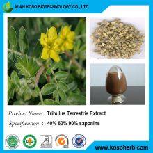 Tribulus Terrestris Extract thumbnail-4