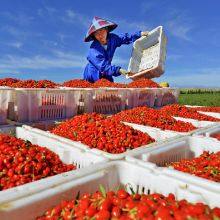 Organic Freeze Dried Goji Berry thumbnail-5