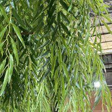 Commercial Grade Artificial Salix Tree Custom Size - Windproof Fake Willow for Landscaping Project, Fire Retardant & ECO thumbnail-4