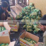 Sugarcane Cut thumbnail-4