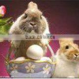 Custom Animal 3D Flip Picture With Lenticular thumbnail-2