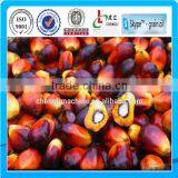 Palm Kernel Oil Expeller Set