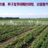 High Germinaiton Rate Licorice Root Seed Glycyrrhiza Uralensis Seeds For Cultivation thumbnail-2