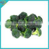 Supply frozen broccoli