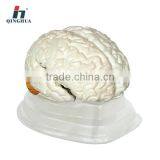 Human Brain thumbnail-1