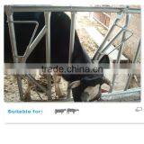 Cow Freestall Barn Galvanized Fence Panels thumbnail-2