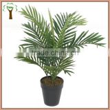 60cm mini areca palm bonsai for export sale