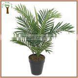 60cm Mini Areca Palm Bonsai for Export Sale thumbnail-1
